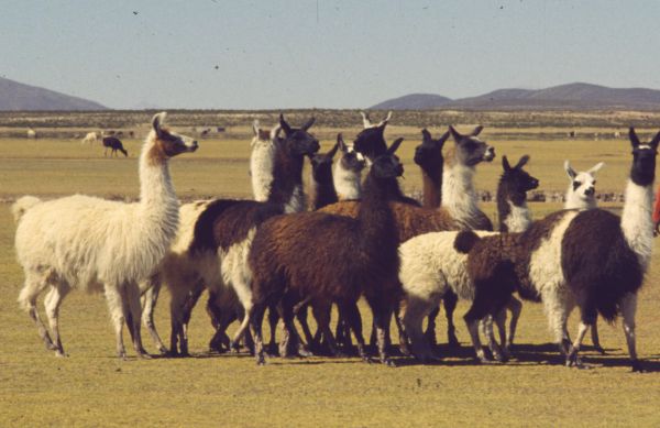 llama