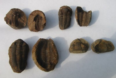 nodule2