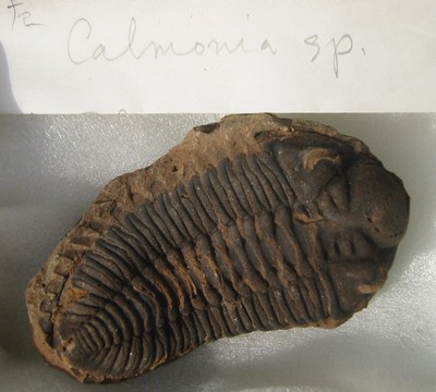 nodule3